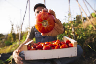 Mann zeigt Tomate aus Kiste in Obstgarten - PCLF00676