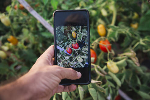 Hand eines Mannes, der in einem Obstgarten Tomaten mit seinem Smartphone fotografiert - PCLF00680