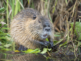 An adult nutria (Myocastor coypus), an invasive species introduced from South America, Spree Forest, Germany, Europe - RHPLF27331