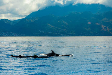 Waters with whales, Dominica, Windward Islands, West Indies, Caribbean, Central America - RHPLF27467