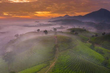 Long Coc Tea Hill, Vietnam, Indochina, Southeast Asia, Asia - RHPLF27487
