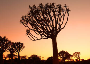 Quiver Tree Forest, Keetmanshoop, Southern Namibia, Africa - RHPLF27502