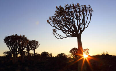 Quiver Tree Forest, Keetmanshoop, Southern Namibia, Africa - RHPLF27503
