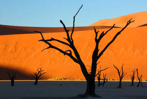 Dead Vlei, Sossusvlei, Namibia, Africa - RHPLF27504