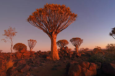 Quiver Tree Forest, Keetmanshoop, Southern Namibia, Africa - RHPLF27509