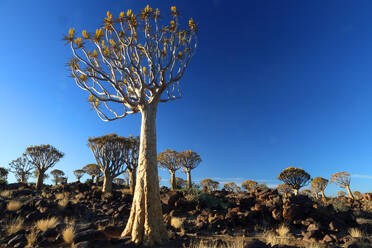 Quiver Tree Forest, Keetmanshoop, Southern Namibia, Africa - RHPLF27511