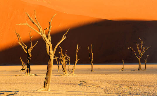 Dead Vlei, Sossusvlei, Namibia, Africa - RHPLF27512