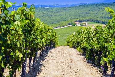 Vineyard, Strada in Chianti, Tuscany, Italy, Europe - RHPLF27552