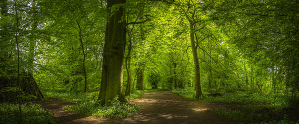 View of sun rays through dense woodland, St. Catherine's Wood, Hardwick Park, Derbyshire, England, United Kingdom, Europe - RHPLF27563