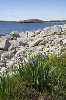 Wild Iris flowers on the rocky coastline by the Atlantic Ocean, Dr. Bill Freedman Nature Preserve, Nature Conservancy of Canada, Nova Scotia, Canada, North America - RHPLF27690