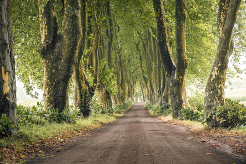 Alameda dos Platanos, a long boulevard of plane trees, on Sao Miguel island, Azores Islands, Portugal, Atlantic, Europe - RHPLF27749