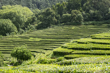 Tea plantation terraces on Sao Miguel island, Azores Islands, Portugal, Atlantic, Europe - RHPLF27750