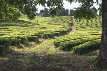 Tea plantation field lines on Sao Miguel island, Azores Islands, Portugal, Atlantic, Europe - RHPLF27753