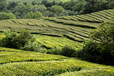 Tea plantation field lines on Sao Miguel island, Azores Islands, Portugal, Atlantic, Europe - RHPLF27754