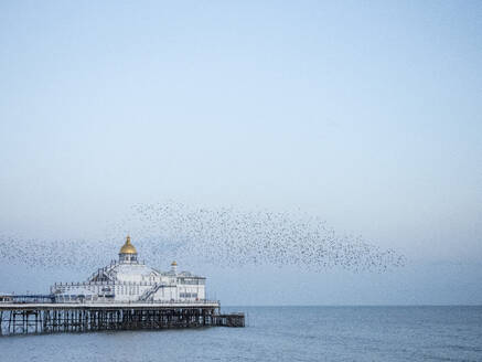 Starling murmuration, The Pier, Eastbourne, East Sussex, England, United Kingdom, Europe - RHPLF27781