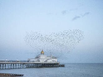 Starling murmuration, The Pier, Eastbourne, East Sussex, England, United Kingdom, Europe - RHPLF27783