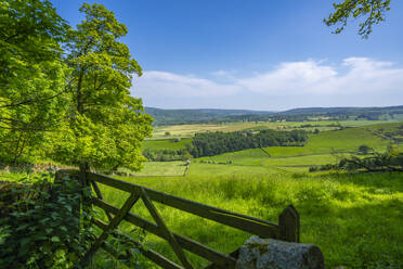 View of farmland near Chatsworth House in spring, Derbyshire Dales, Derbyshire, England, United Kingdom, Europe - RHPLF27819