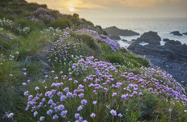 Sea Pink (Thrift) (Armeria maritima), in springtime flower at sunset, on cliffs at Hartland Quay, on the north coast of Devon, England, United Kingdom, Europe - RHPLF27935