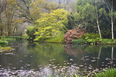 A springtime view of the lake at RHS Rosemoor Garden, near Great Torrington, Devon, England, United Kingdom, Europe - RHPLF27970