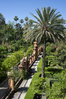 Gardens, Alcazar, UNESCO World Heritage Site, Seville, Andalusia, Spain, Europe - RHPLF28038