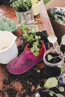 High angle view of plants growing in old shoe at table - MASF39368