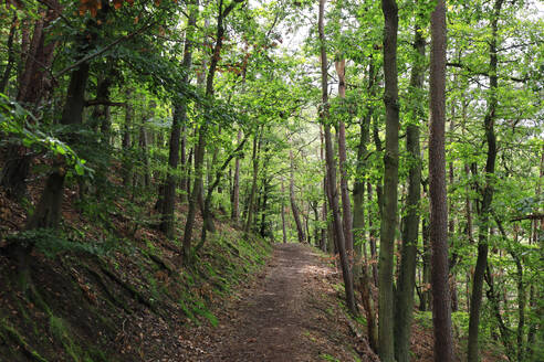 Germany, Hesse, Footpath in green forest - JTF02371