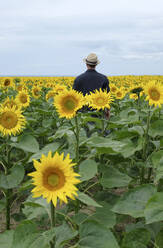 Man wearing hat standing in sunflowers field - GISF00969