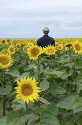 Mann mit Hut steht in einem Sonnenblumenfeld - GISF00969