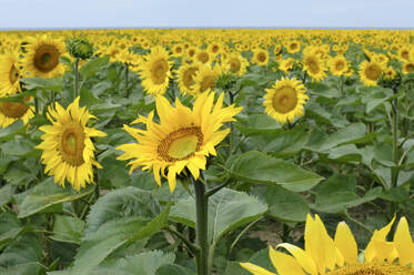 Gelbe Sonnenblumen im Feld unter dem Himmel - GISF00970