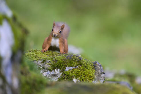 Rotes Eichhörnchen (Sciurus vulgaris) auf einem moosbewachsenen Felsen stehend - MJOF01991