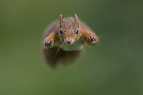 Rotes Eichhörnchen (Sciurus vulgaris) springt in Richtung Kamera - MJOF01992