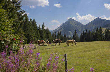 Austria, Salzburger Land, Hintersee, Haflinger horses grazing in alpine paddock - WWF06410