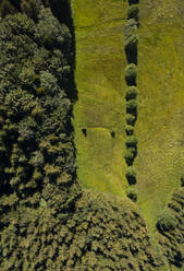 Österreich, Oberösterreich, Hausruckviertel, Drohnenansicht einer von Bäumen umgebenen grünen Wiese - WWF06433