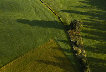 Austria, Upper Austria, Hausruckviertel, Drone view of trees casting shadow on green mowed field - WWF06434