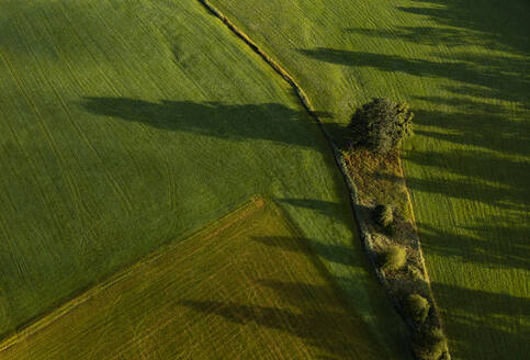 Österreich, Oberösterreich, Hausruckviertel, Drohnenaufnahme von schattenwerfenden Bäumen auf grün gemähtem Feld - WWF06434