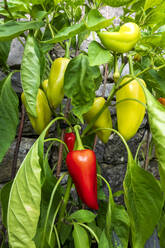 Bell peppers growing in vegetable garden - NDF01589