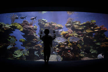 Rückenansicht eines anonymen Jungen, der die Aquarienscheiben berührt und die tropischen Fische während eines Besuchs im dunklen Aquarium bewundert - ADSF46791