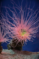 Durch Glas Blick auf rosa Seeanemonen mit Tentakeln in reinem Wasser von Ozeanarium auf blauem Hintergrund - ADSF46797