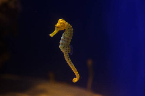 Blick durch Glas auf ein Seepferdchen mit geripptem Körper und Schnauze, das in einem Ozeanarium in transparentem Wasser schwimmt - ADSF46801