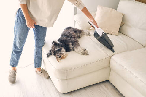 Von oben auf dem Laminatboden liegender Zwergschnauzerhund in der Nähe der Ernte anonyme Besitzerin in Hausschuhen und Jeans, die ihre Wohnung putzt - ADSF46805