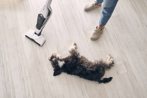 From above of Miniature Schnauzer dog lying on laminate floor near crop anonymous female owner in slippers and jeans cleaning apartment - ADSF46806