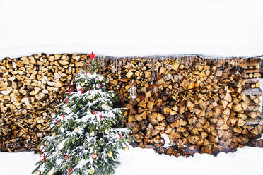 Schneebedeckter Weihnachtsbaum vor Kaminholz - HHF05928