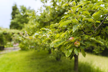Granatapfelfrüchte an einem Baum im Garten - NDEF01126
