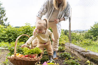 Mutter und Tochter ernten frisches Gemüse und Obst aus dem Garten - NDEF01129