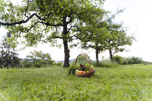 Korb mit frischem Gemüse und Obst in der Nähe von Bäumen auf Gras - NDEF01146