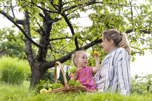 Mädchen zeigt Mutter im Garten sitzend im Gras Aprikosenfrüchte - NDEF01147