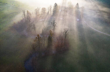 Österreich, Oberösterreich, Drohnenaufnahme eines Herbstbaumhains in der nebligen Morgendämmerung - WWF06448