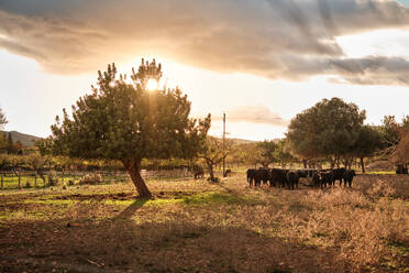 Herd of domestic cows pasturing on meadow near trees under cloudy sky with majestic sunset in countryside - ADSF46871