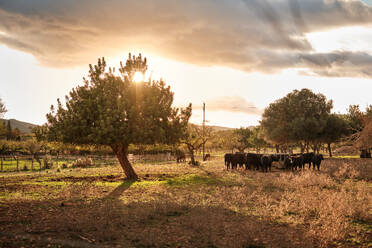 Herde von Kühen auf der Weide in der Nähe von Bäumen unter bewölktem Himmel mit majestätischen Sonnenuntergang in der Landschaft - ADSF46871