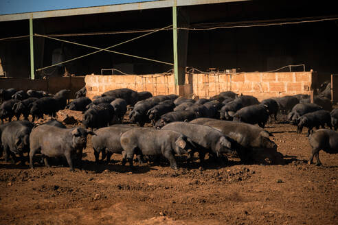 Eine Herde traditioneller schwarzer iberischer Schweine wühlt in der Nähe eines Stalls in schlammigem Ackerland auf dem Lande in der Erde - ADSF46881